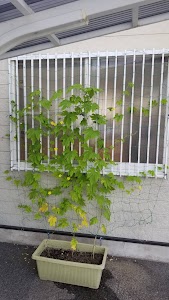さいとう整骨院