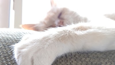 慢性痛専門整体 ねここ家施療院