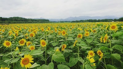 ひまわりローリング治療院369🌻🌈