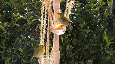 かしわ整骨鍼院