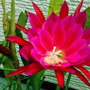 おかだ鍼灸整骨院