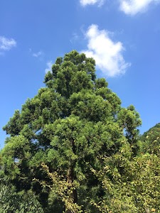 ひまわり個性開発研究所
