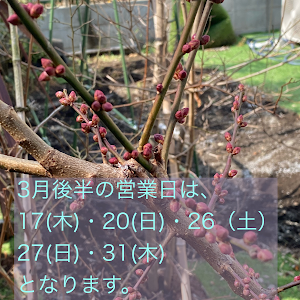 整体院 小金井養生所