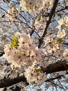 みやざき鍼灸整骨院
